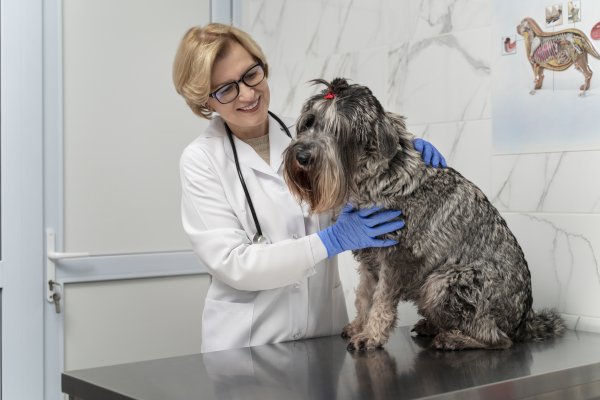 female veterinarian examining dog