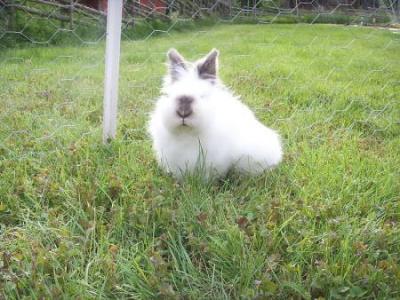 lionhead rabbit outdoors in grass