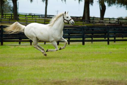 white horse running through field